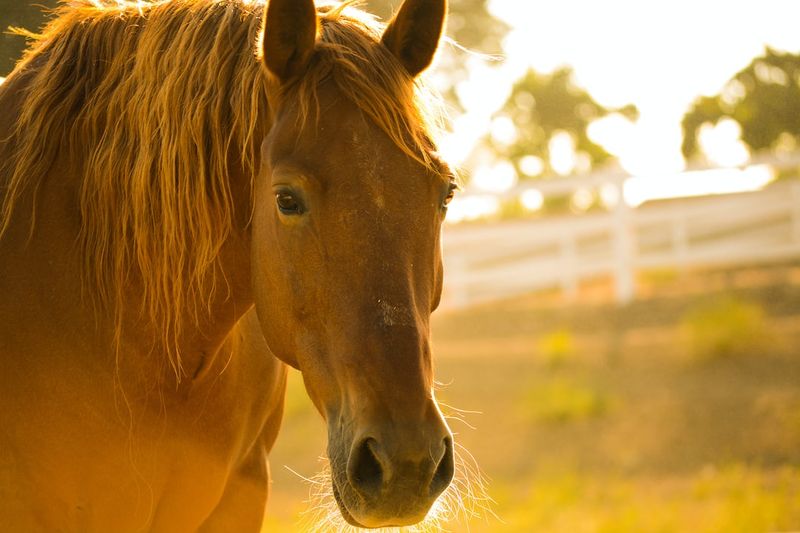 函館スプリントS：ミスターXがブトンドールを本命として選ぶ！競馬,函館スプリントS,ミスターX,ブトンドール,予想