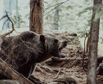 北海道の牛を襲うヒグマ「OSO18」の駆除を発表北海道,牛,ヒグマ,OSO18,駆除,発表