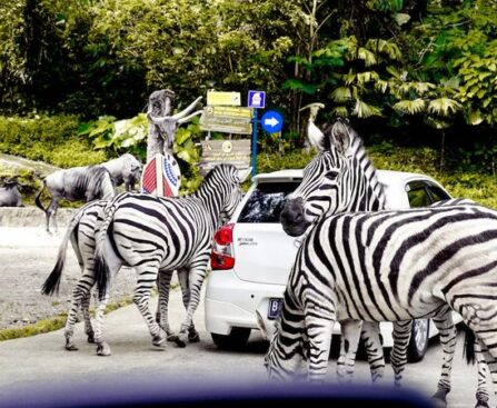 山口県・周南市徳山動物園のマンドリル・リオ、北九州市・到津のホワイトタイガー・ミキとの交流に注目 タイトル: 自然の共存を探る─マンドリル・リオとホワイトタイガー・ミキの交流山口県,周南市,徳山動物園,マンドリル,リオ,北九州市,到津,ホワイト