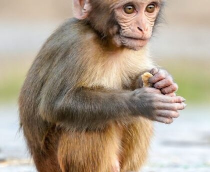 動物園でのチンパンジー脱走事件による緊急避難動物園,チンパンジー,脱走事件,緊急避難