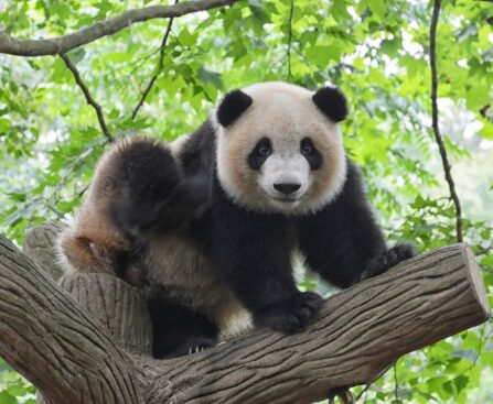 上野動物園の双子パンダ"ミラクル"の人気が爆発！都民以外も無料の「都民の日」に行列必至上野動物園,双子パンダ,ミラクル,人気,爆発,都民の日,無料,行列必至