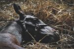 【菊花賞】サトノグランツ、京都を経験して臨む菊花賞,サトノグランツ,京都,競馬